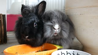 Munching Cheek to Cheek - モグモグ姉妹たち