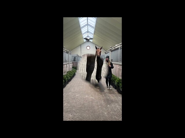 Mandato Van't Prinsenveld Z walk & 360