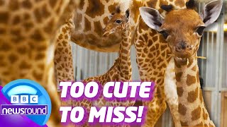Zoo Babies Alert: Giraffes, Rhinos & More! | Newsround | News For Kids