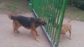 Злые.Это Видео Потрясло Весь Мир!