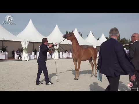 N.63 MAGIC FOR LIFE KA - European Championship 2020 - Prague - Geldings (Class 7)