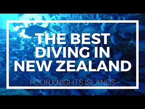 The Best Diving in New Zealand - Poor Knights Islands
