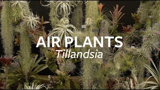 How to look after Air Plants | Grow at Home | Royal Horticultural Society