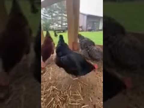 So Many Chickens   Bailee Shook   Piketon FFA