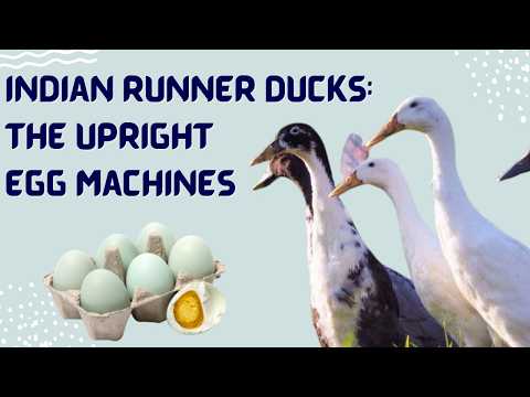 Indian Runner Ducks: The Upright Egg Laying Machines