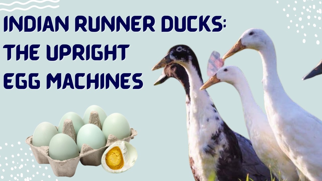 Indian Runner Ducks: The Upright Egg Laying Machines