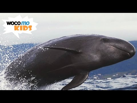 Die Wale der Azoren | GEOlino-Reportage - Folge 34/50