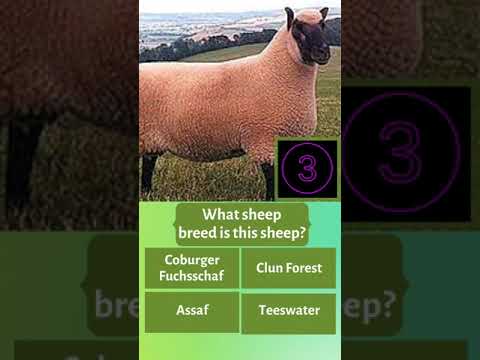 , title : 'GUESS WHAT SHEEP BREED IS THIS SHEEP? #shorts'