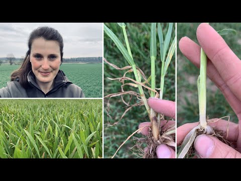 Aktuelle Situation April 2022 Part 1/2: Gerste, Weizen und Zuckerrüben