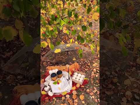Picnic autumn
