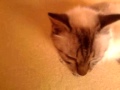Кошка мурлычет 