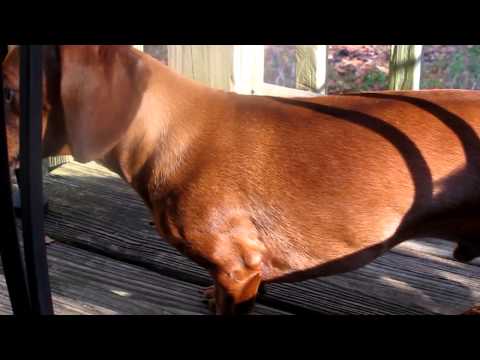 Oscar freezing his ass off. Willing to die for cat meat