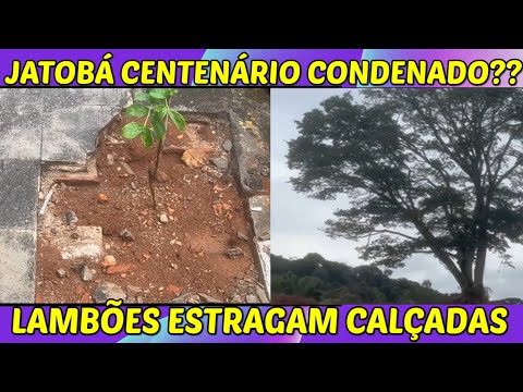 JATOBÁ CENTENÁRIO pode ser cortado / Lambões quebram passeios em Ouro Fino