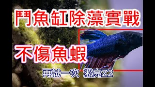 除藻實測 一週心得 | 淞亮Z2用在鬥魚裸缸除藻大挑戰 | REAL TEST ONE WEEK |AQUARIUM PLANT PROTECTOR Z2