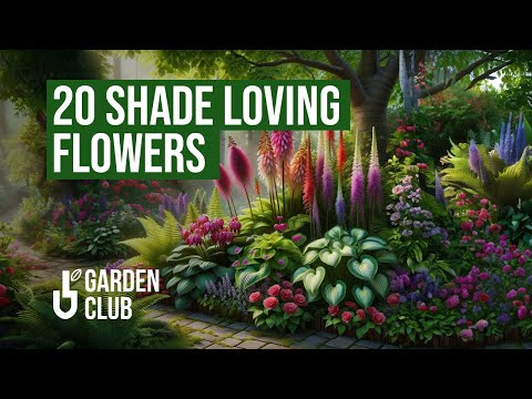 20 Stunning Shade Loving Flowers