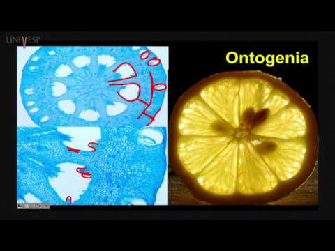 Morfologia Vegetal - Aula 23 - Fruto – morfologia e anatomia