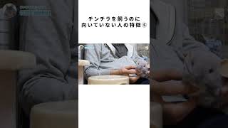 こんな人はチンチラを飼わない方がいいよ⑤ #Shorts