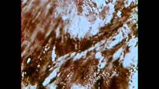 You Cry Wolf - Trouble