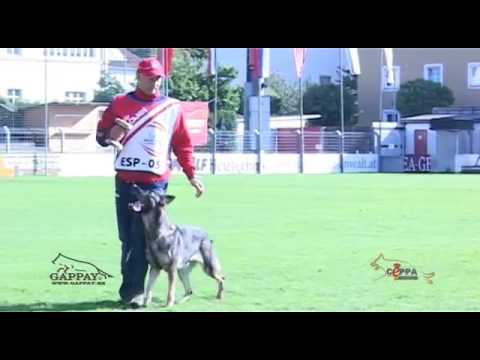WUSV 2012 Steyr, Obediencia, Vicente Ferré