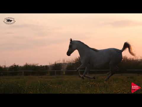 Pride of Poland 2019 - Promo