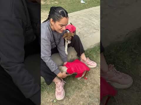 Target successfully accomplished | feeding dogs with mummy | Jaspreet Dyora