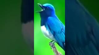 Download lagu selendang biru gacor dialam mp3