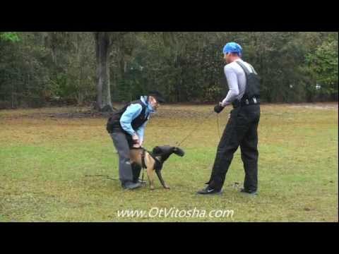 Malinois Warrior Ot Vitosha some foundation training