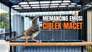 Download lagu suara burung CIBLEK GACOR NGEBREN Pancingan Ciblek Semi bahan jadikan ciblek kristal gacor Tarung mp3