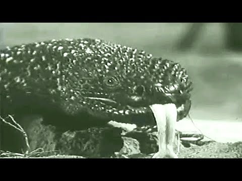 All The Giant Gila Monster Scenes From "The Giant Gila Monster" (1959)