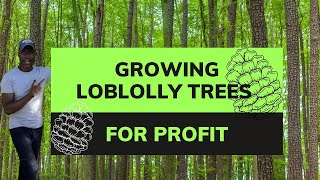 Growing Loblolly Pine Trees For Profit
