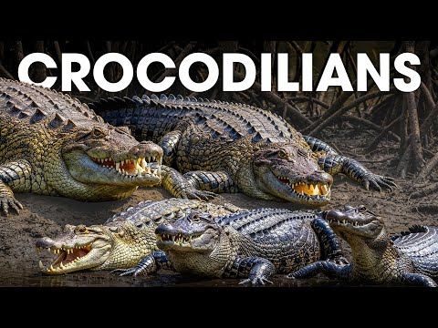 All 27 Species of Crocodilians (Organized by Evolutionary Lineage) #animalspecies | WILD ATLAS