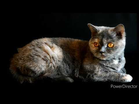 #PRABHAATSTUDIO  Relax with Cats/Cute cats/Beautiful cats/relaxing cats/Sleeping Music/Meditation