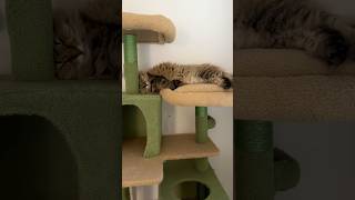 Download lagu I might have to demote my Siberian Cat Bogey mp3