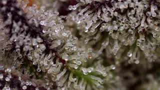 Cannabis zoom in