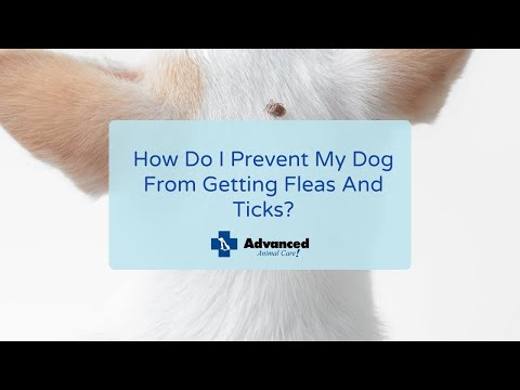 How Do I Prevent My Dog From Getting Fleas And Ticks?