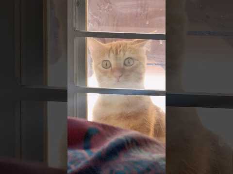 Woh cute nazar👀😻🐈 - Simba watching me from the balcony😂 #cats #cat #catlover #funnycat #catlovers