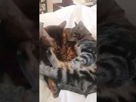 Bengal cat and kitten cuddle up love