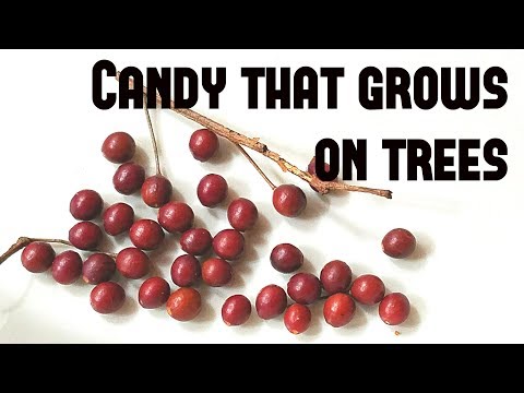 Hackberry: Candy that grows on trees - Weird Fruit Explorer Ep 269