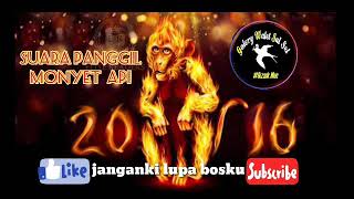 Download lagu Suara jadul sp monyet api, banyak yang sukses pake suara ini mp3 Download lagu Suara jadul sp monyet api, banyak yang sukses pake suara ini mp3