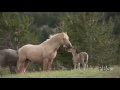 Mustang Horse Documentary - Cloud - Not Ready