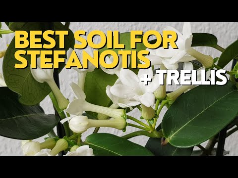 , title : 'BEST SOIL for Madagascar Jasmine | Stephanotis Plant Care + Repotting with Trellis'