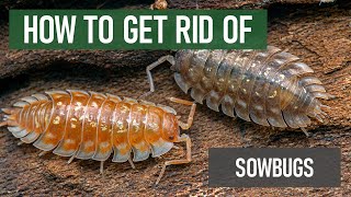 How to Get Rid of Sowbugs [DIY Pest Control]