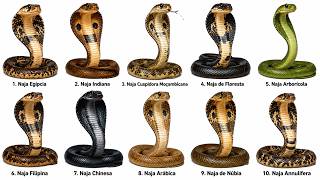 Todos Tipos de Cobras(Najas) e seu Veneno Explicado em 12 Minutos
