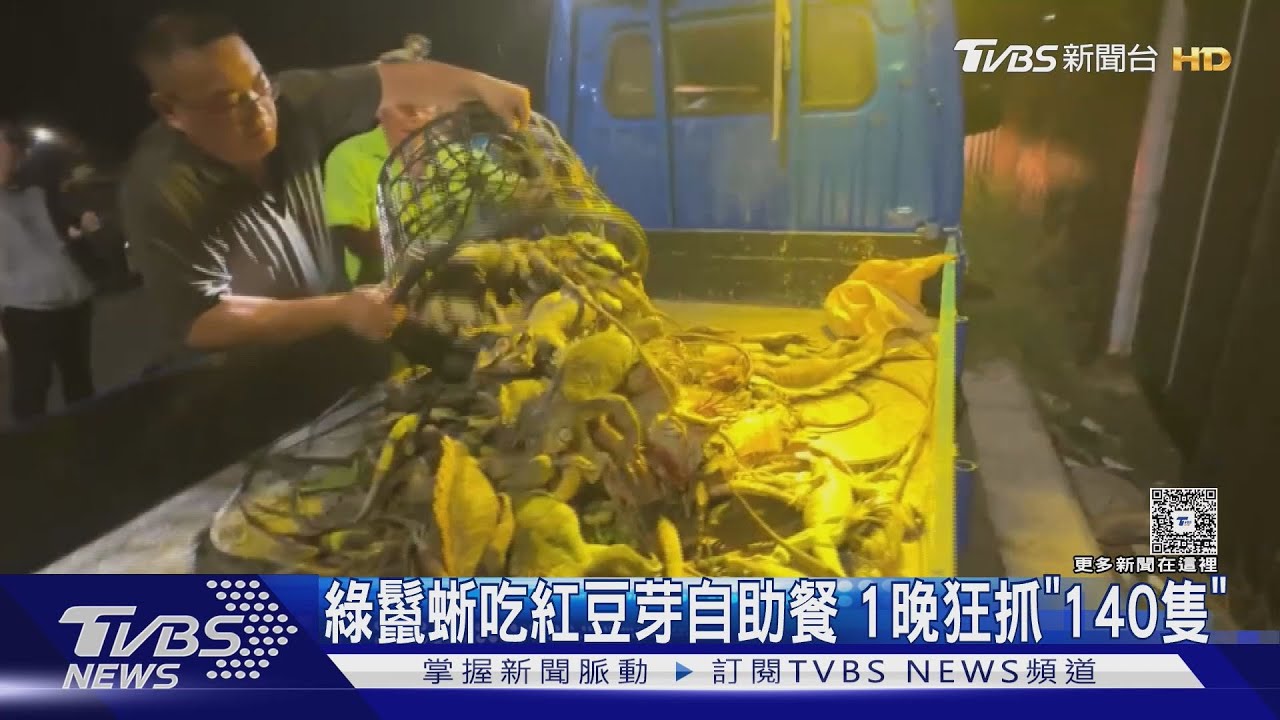農民會哭！屏東綠鬣蜥狂吃紅豆芽Buffet　一晚「狂抓140隻」