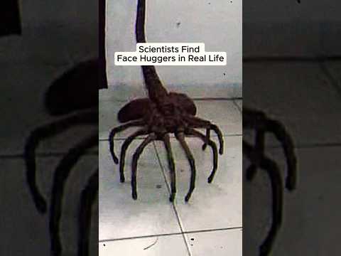 Scientists Found REAL Face Huggers