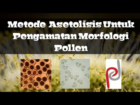 , title : 'Pengamatan morfologi polen dengan metode asetolisis'