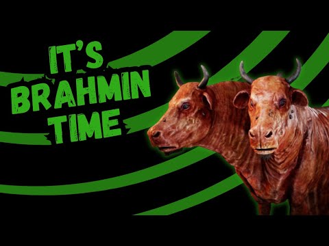 How To Use Brahmin In #fallout4