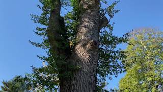 Keeping an eye on a bee tree