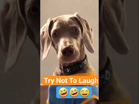 Essayez de ne pas rire 🤣 moments drôles de chiens