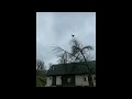 Chicken Screaming On A Tree MEME